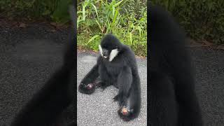 Gibbons Juicy Treat 🐵🍒🍹 short animals wildlife [upl. by Coh81]