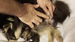 Pomeranian Giving birth to 5 puppies [upl. by Xet]