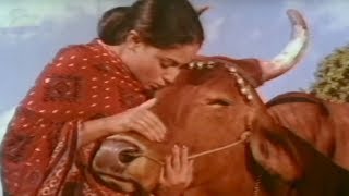 Jaya Bachchans bond with a cow  Gaai Aur Gori  Bollywood Scene 120 [upl. by Miranda]