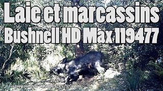 Laie et marcassins  Trophy Cam HD Max 119477 [upl. by Aihsenek]