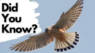 Things you need to know about KESTRELS [upl. by Yniar752]