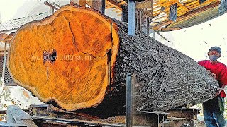 2251 minutes of the dramatic process of sawing the trunk of a super expensive giant acacia tree [upl. by Trinette]