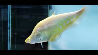 Albino Clown Knife Fish 🐟🐟 [upl. by Gibson]