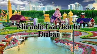 Miracle Garden In Dubai  The Power Of The Flowers [upl. by Spohr127]