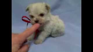 Micro teacup maltipoo puppy for sale [upl. by Adnical7]