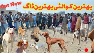 Behtareeen dogs latest updates quot Kohat Sunday dog mandi quot [upl. by Reginauld182]