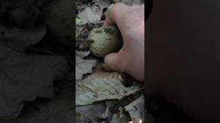 Жовтий Боровик🤩Boletus impolitus ліс mushroom природа nature fungi wildlife [upl. by Fryd]