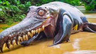 20 Strange Things Found In The Wetlands of Louisiana [upl. by Laiceps533]