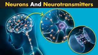 Neurons And Neurotransmitters  A Complete Guide [upl. by Ming69]