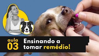 Como dar medicação para o cão  Cachorro não quer tomar remédio [upl. by Teeniv470]