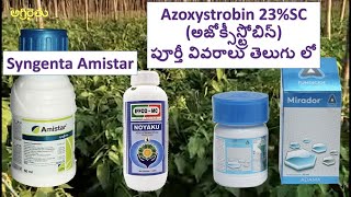 Azoxystrobin అజోక్సిస్ట్రోబిన్ 23 SC  Syngenta Amistar అమిస్టార్ fungicide in Telugu తెలుగు [upl. by Stalker]