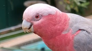 How to call a WILD PINK GALAH🤙🏼📢💗🦜🤓😀🥰😍actually works😆 [upl. by Cooe]