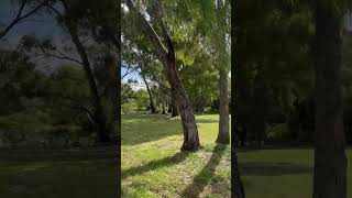 Pipemakers Park amp Maribyrnong River Melbourne 🇦🇺 2022 melbourne australia shorts [upl. by Burkitt]