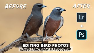 How To Edit Bird Photos Using Lightroom And Photoshop  Advanced Techniques From Start To Finish [upl. by Conney]