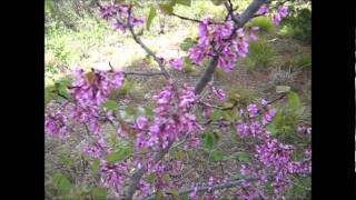 The Judas Tree Cercis siliquastrum [upl. by Harlow]