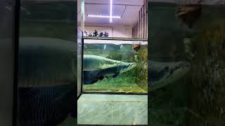 Arapaima fish attack 🤯❤️ arapaimagigas shortfeed monsterfish support1ksubs fishlovers 1million [upl. by Kirk]