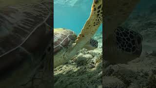 Magical Moments Thai Girl Freediving with Turtle at Panagsama Beach UnderwaterEncounter [upl. by Anovahs]