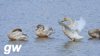 b40209 큰고니 몸단장 Whooper swan grooming [upl. by Eladnek140]