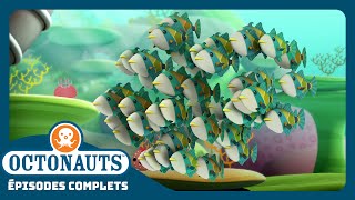 Octonauts  🐠 Le humuhumunukunukuapua’a 🐠  Saison 1  Épisodes complets [upl. by Hinkle]