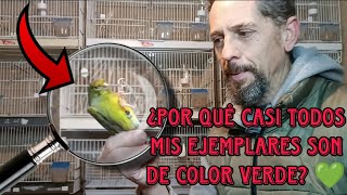 Mi opinión de CRIAR 🐣 canarios TIMBRADOS ORIGINALES verdes JUNQUILLO 💚🎶 [upl. by Asatan]