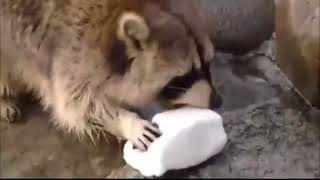 Racoon Gets Sad when His Cotton Candy Dissolves in Water [upl. by Egon]