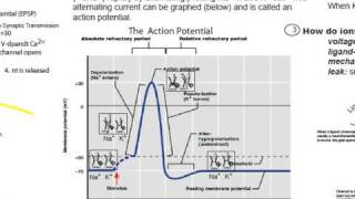 Part 2 How Neurons Make Decisions The UmbrElla Metaphor [upl. by Margetts]