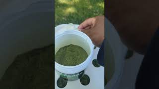 Amazing Superfood Greens Powder Smoothie superfood supergreens healthy [upl. by Ybbil181]