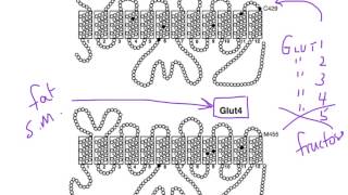 How Insulin Regulates Blood Glucose with the GLUT4 Glucose Transporter [upl. by Maloney]