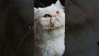 Master the Art of Persian Cat Care [upl. by Kcub]