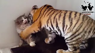 Mother Cat Adopted A Tiger CubYears Later This Happened… [upl. by Dawaj599]