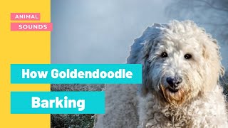 The Animal Sounds How Goldendoodle Barking mp3  Sound Effect  Animation [upl. by Nyladnarb]