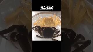 Molting Process Of Crabs  The Only Way To Growth 🤓 [upl. by Dail]