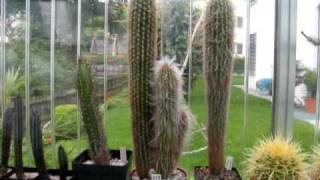 My Cacti Collection  Meine Kakteensammlung [upl. by Llertnac]