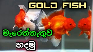 gold fish sinhala  Care in Sinhala හදනවනමි බලන්න [upl. by Aremat]