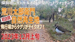 荒川太郎衛門自然再生地埼玉県の探鳥地レポートです 飛行場からテイクオフのタゲリ、草むらで口笛のベニマシコ！ 2023年12月上旬 [upl. by Gardal857]