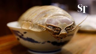 Giant isopod noodles tempt brave Taipei diners [upl. by Aserehc]