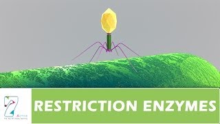 RESTRICTION ENZYMES [upl. by Ytinirt]