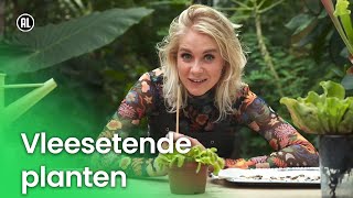 Vleesetende planten  Plantastisch [upl. by Ttemme]