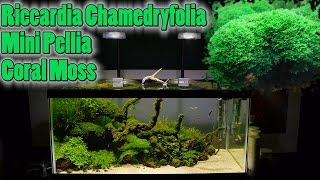 How To Grow Aquarium Moss amp Liverwort Riccardia Mini Pellia part 1 [upl. by Sharleen]