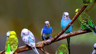 budgie sounds happy Parakeets Singing  Nature sounds Chirping [upl. by Corb539]