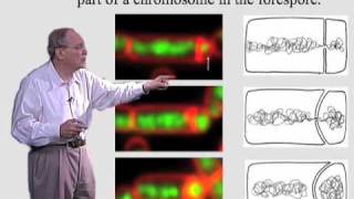 Richard Losick Harvard Part 1 Spore Formation in Bacillus Subtilis [upl. by Tiertza172]