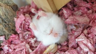 Cute Sleepwalking Baby Roborovski Hamster  JiJu Hamster [upl. by Tyson249]