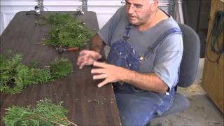 Propagating Emerald Green Arborvitae from Cuttings [upl. by Audrie539]