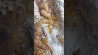 Mes fourmis africaines 🌍 jaunes  😱📈 [upl. by Dazhahs]