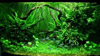 Planted Aquarium by Jacek Debski part 1 [upl. by Erbe]