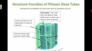 Phloem Structure and Function 2016 [upl. by Arakahs663]