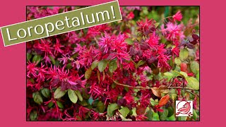 Loropetalum Plant [upl. by Ettenig959]