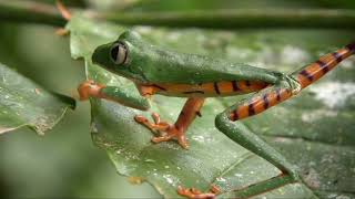 tree frogssapos pererecas e anuros venenosos Curiosidades Sobre Pererecas andersonmalu [upl. by Lymn]