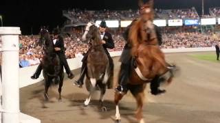 2013 WGC Tennessee Walking Horse Celebration Stake [upl. by Giffard]