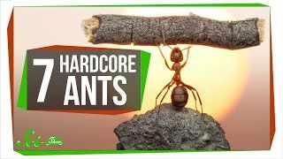 7 Unbelievably Hardcore Ants [upl. by Baseler]